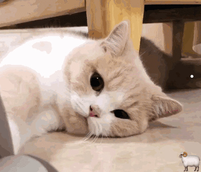 以前喜欢狗现在喜欢猫为什么