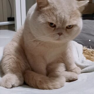 猫抓伤会肿吗