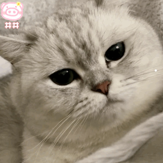 银渐层适合孩子养吗