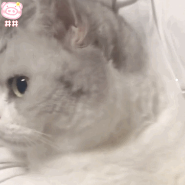 绿萝怎么养才能好