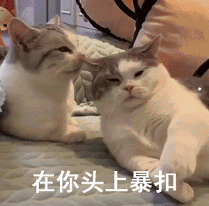 喜欢让人抱的猫品种