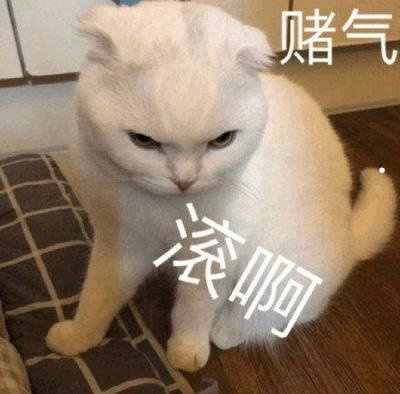 关于猫的资料简单介绍
