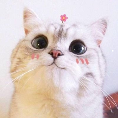 猫咪诊所网上咨询