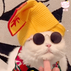 头很圆胖的是什么猫