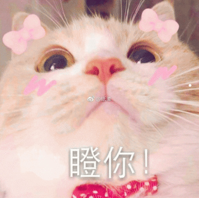 白色蓝眼睛的猫有哪些品种