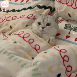 每个美短都有心脏病吗