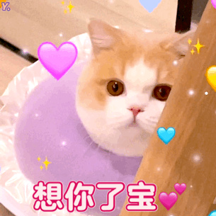 一只猫跟着你走什么意思