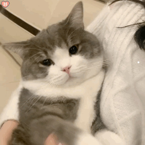 所有宠物猫