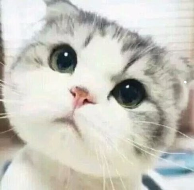 狗智商排名图片大全
