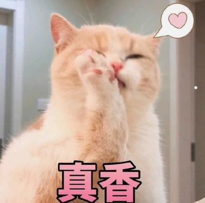 宠物猫和家猫哪个聪明