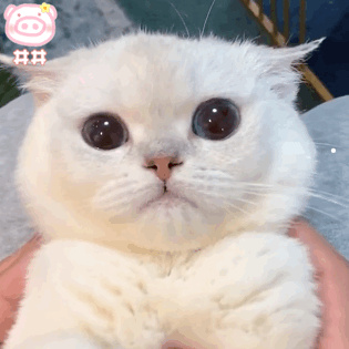 小猫长什么样子的图片