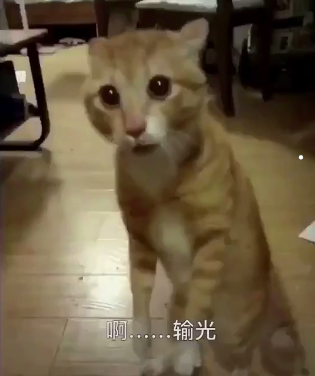 路边摊仓鼠能养活吗