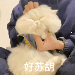 美短猫为什么会突然咬人