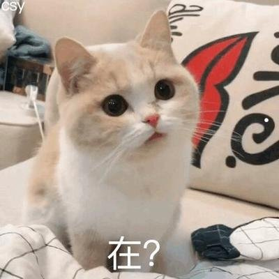 交易猫购买的账户可以立即出售吗（2022年推荐）