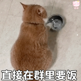 一个多月的小土猫怎么养