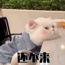 脱口秀领养猫段子