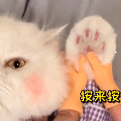 安哥拉猫和土猫杂交长啥样