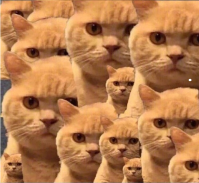 英短和橘猫哪个好养
