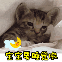 最通人性的猫排名榜