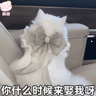 宁波哪里有宠物交易市场