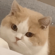 公猫母猫怎么看出来