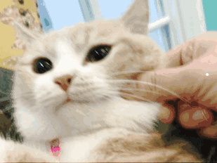 猫咪往身上爬是什么意思