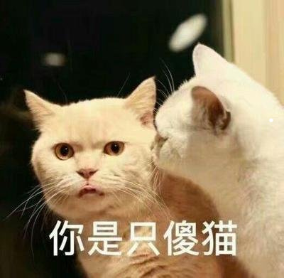 什么样的男人喜欢猫系女生