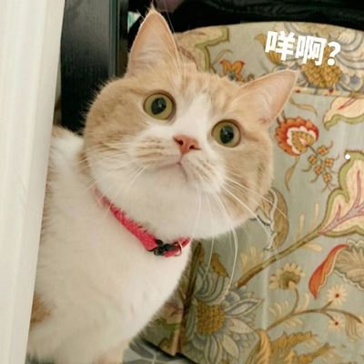 猫去商场买什么