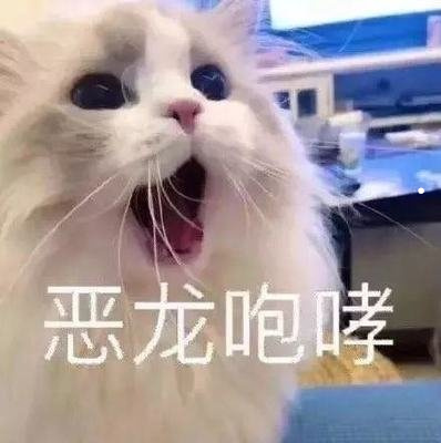 猫一块皮肤脱毛露红肉出血