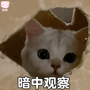 想把猫卖了可以去哪里