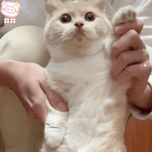 好养的小型猫有哪些