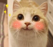 一半黑一半白的猫叫什么