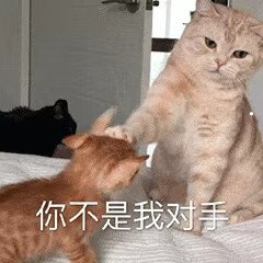 狗狗很独立不粘人