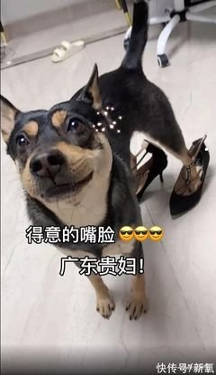 懒人能养什么宠物