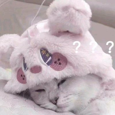 哪种猫咪最可爱最好养