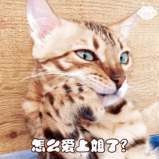 拉布拉多犬有什么缺点