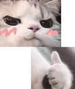 猫咪会喜欢主人吗