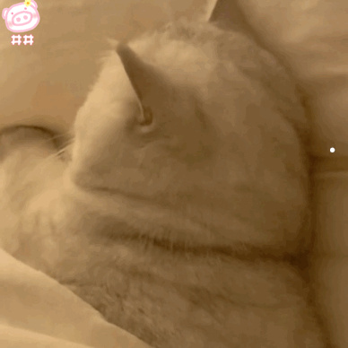 可以用猫叫声吓跑老鼠吗