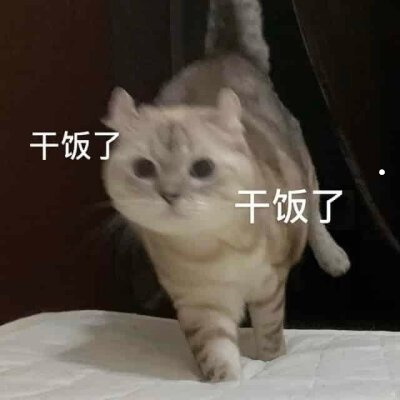 家猫不见了怎么找回来