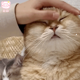 布偶猫品相不好的样子