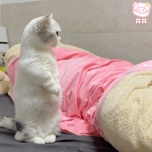 怎么防止猫晚上瞎叫唤
