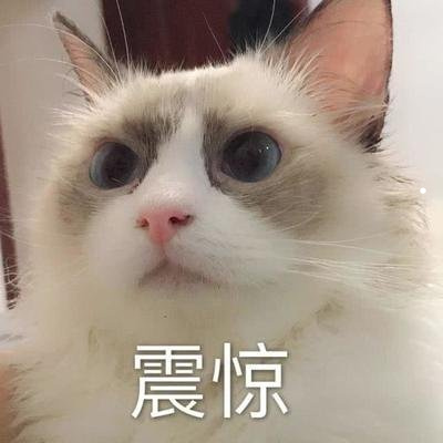 小萨摩耶犬