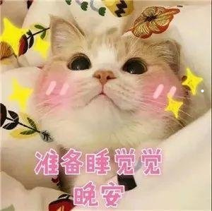 猫咪嗷呜呜是什么意思