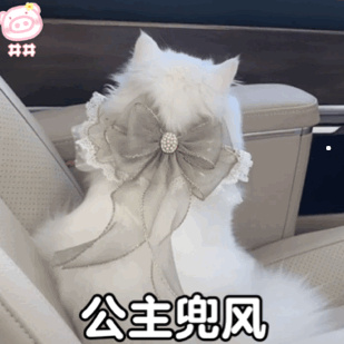 什么猫性格好不掉毛