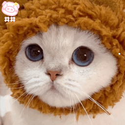 所有宠物猫的图片和名称