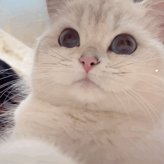 猫喜欢怎么叫