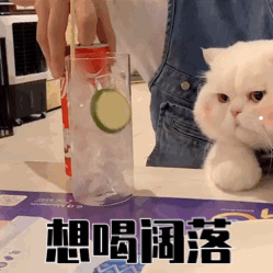 银渐层眼睛内绿外黄