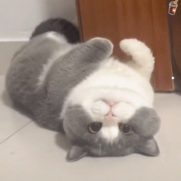 金吉猫