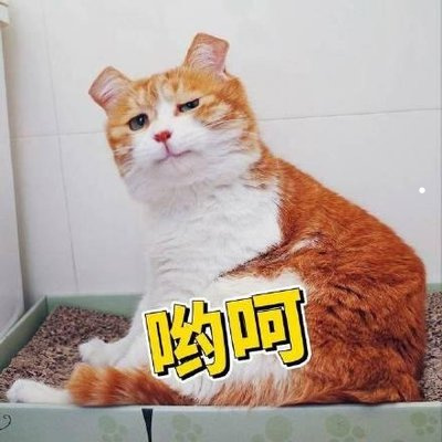 买小猫要多少钱