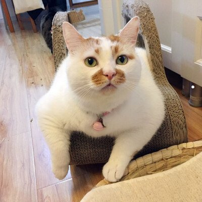 猫一块皮肤脱毛露红肉出血